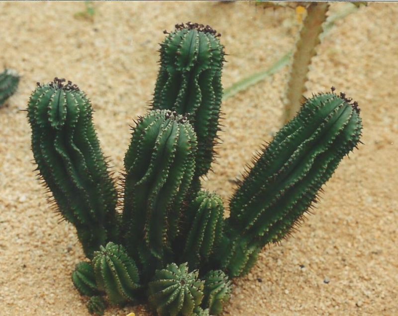 Una foto de Euphorbia polygona