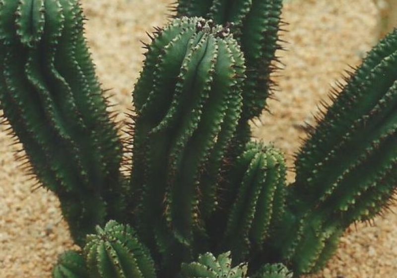 Una foto de Euphorbia polygona