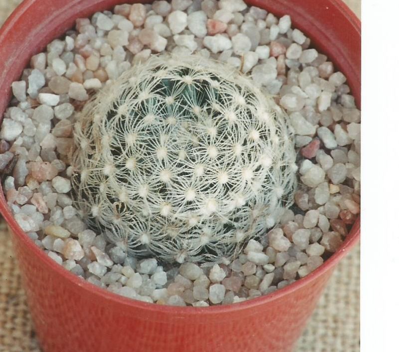 A photo of Mammillaria herrerae