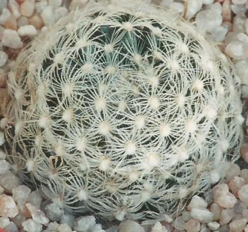 A photo of Mammillaria herrerae
