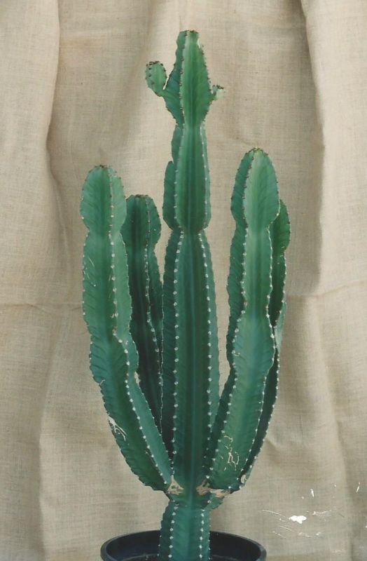 Una foto de Euphorbia ingens
