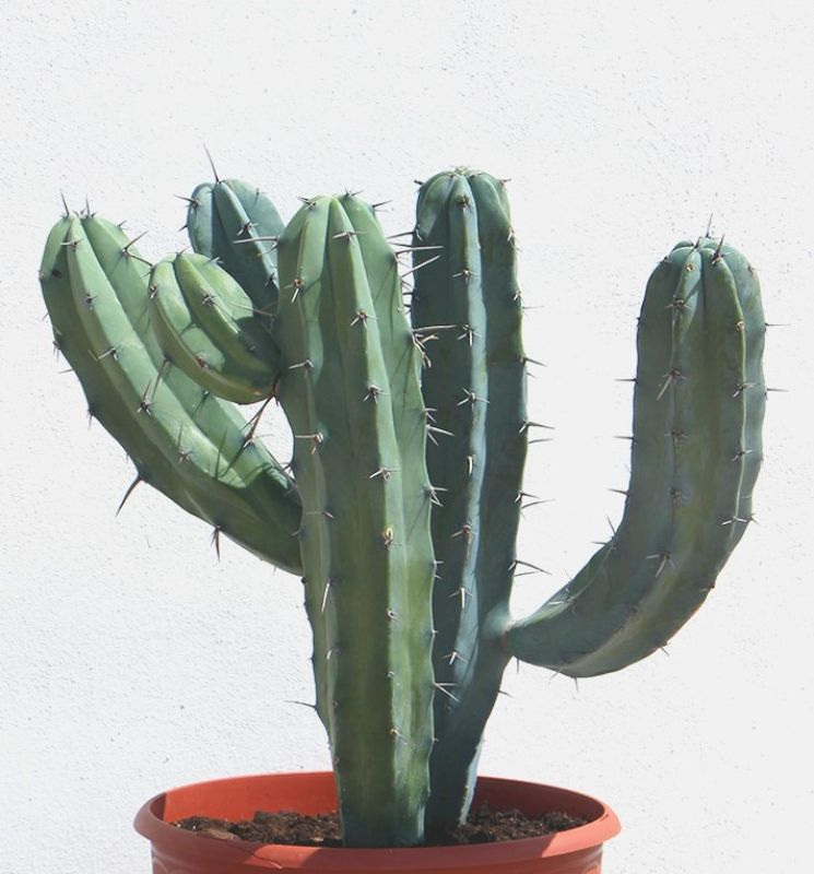 Una foto de Myrtillocactus geometrizans