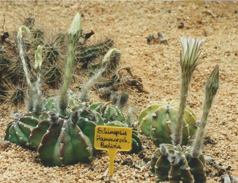 Una foto de Echinopsis subdenudata