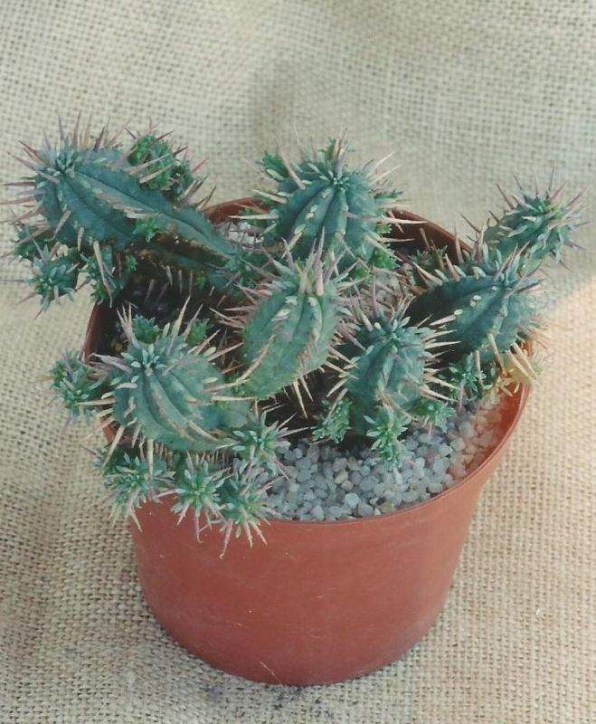 Una foto de Euphorbia ferox