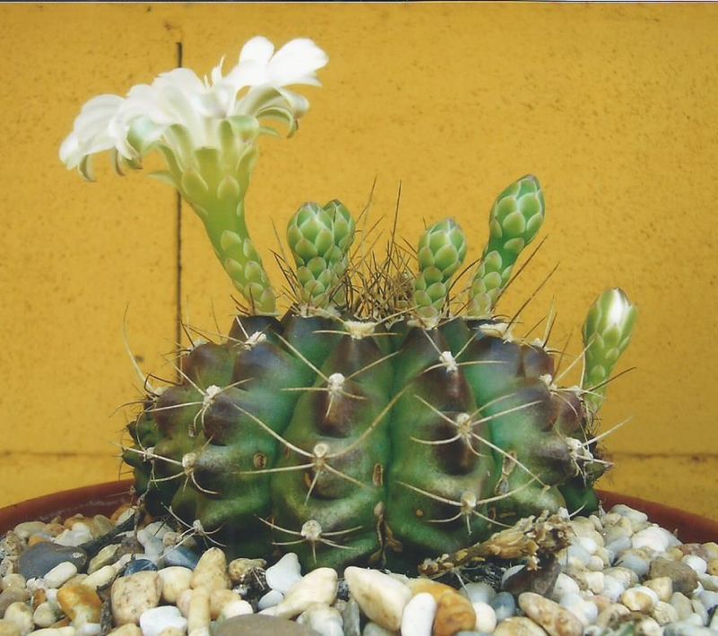 Una foto de Gymnocalycium anisitsii