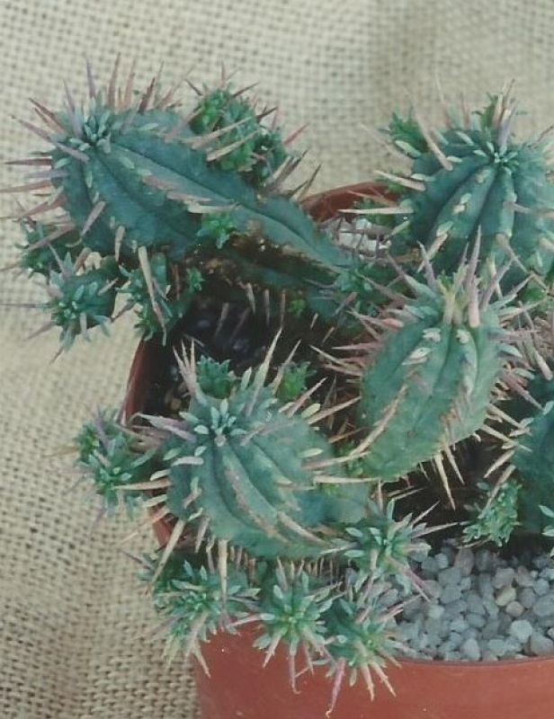Una foto de Euphorbia ferox