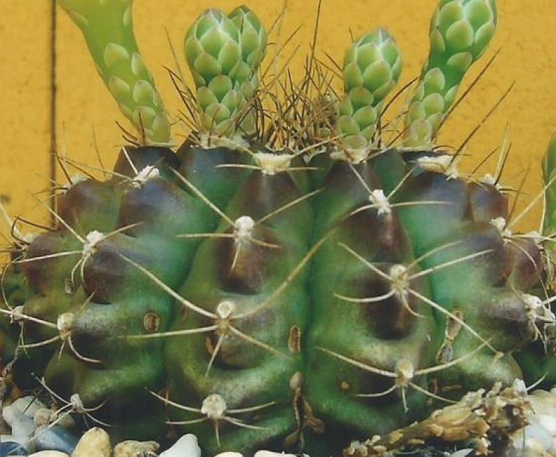 Una foto de Gymnocalycium anisitsii