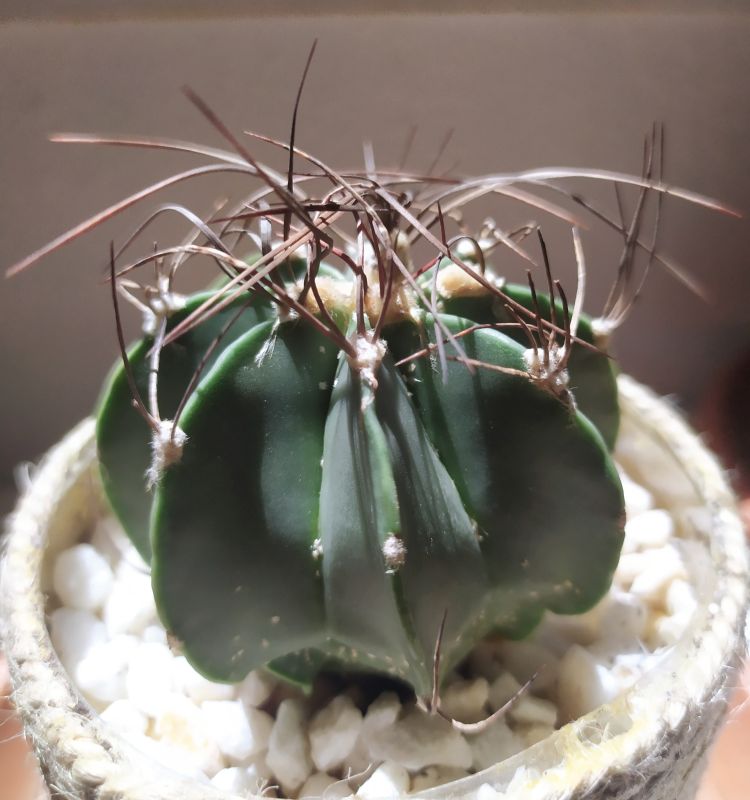 A photo of Astrophytum capricorne