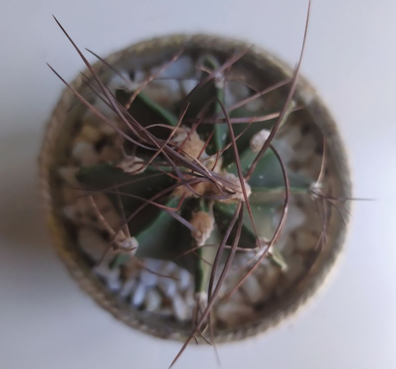 A photo of Astrophytum capricorne