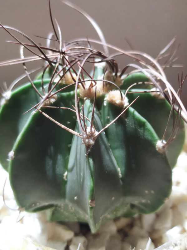 A photo of Astrophytum capricorne