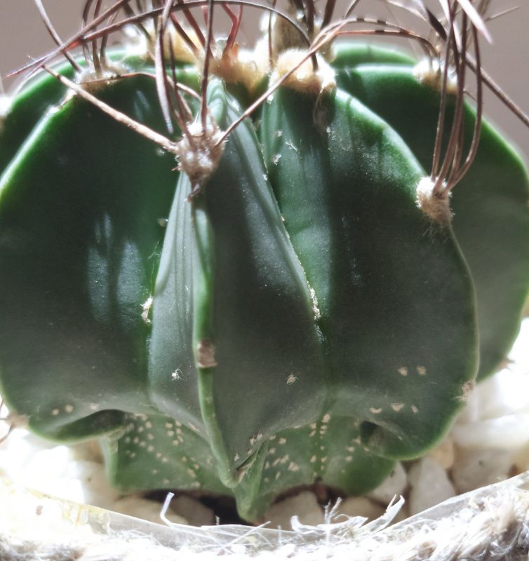 A photo of Astrophytum capricorne