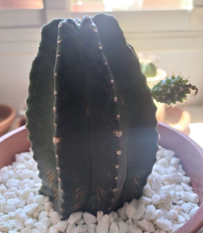 Una foto de Echinocereus subinermis