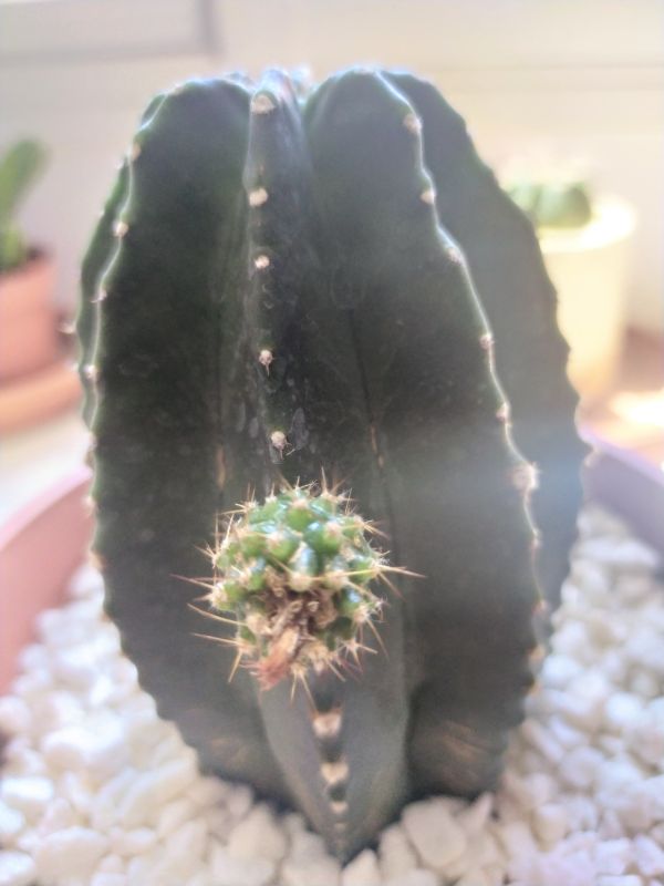Una foto de Echinocereus subinermis