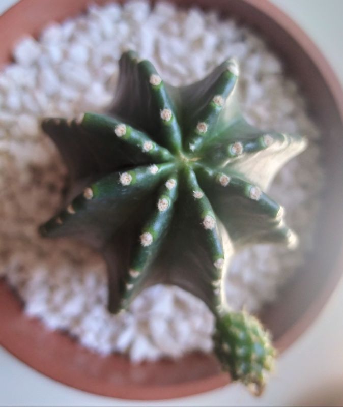 Una foto de Echinocereus subinermis