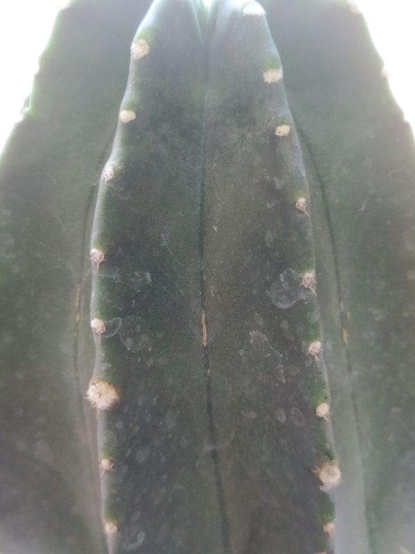 Una foto de Echinocereus subinermis