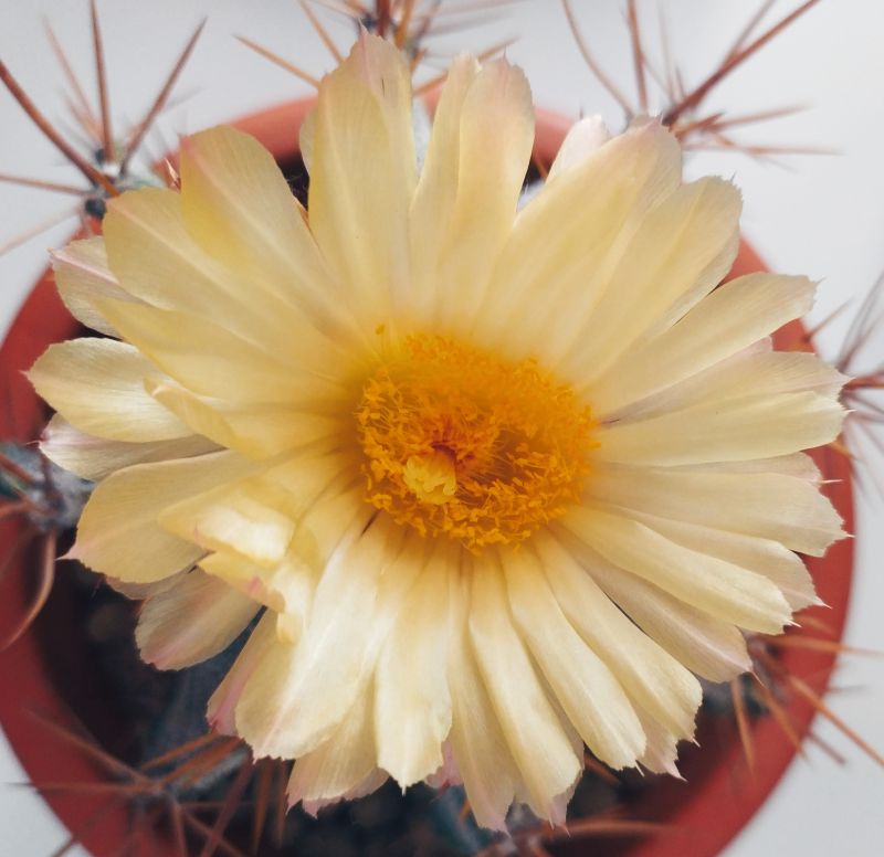 Una foto de Astrophytum ornatum