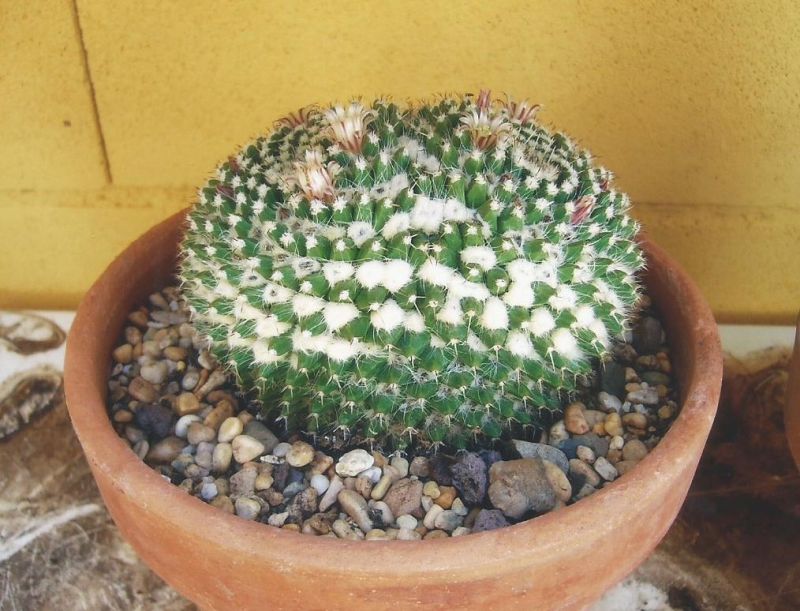 A photo of Mammillaria karwinskiana subsp. karwinskiana