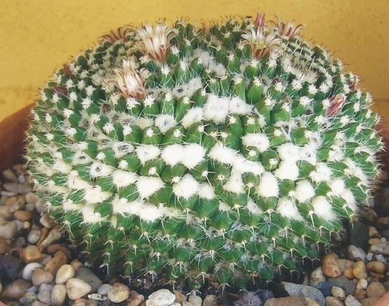 A photo of Mammillaria karwinskiana subsp. karwinskiana