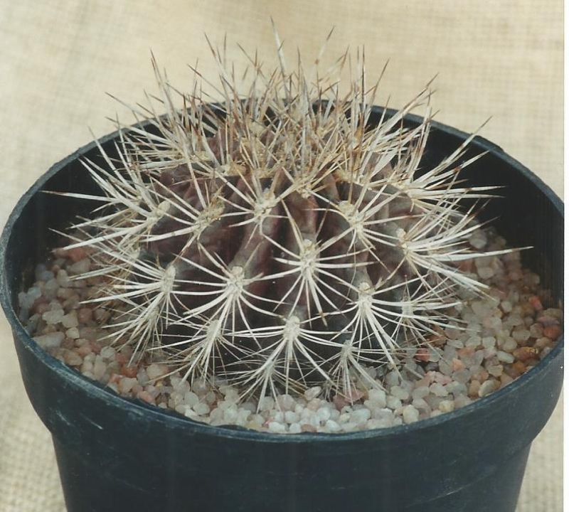 Photo of a cactus currently being identified