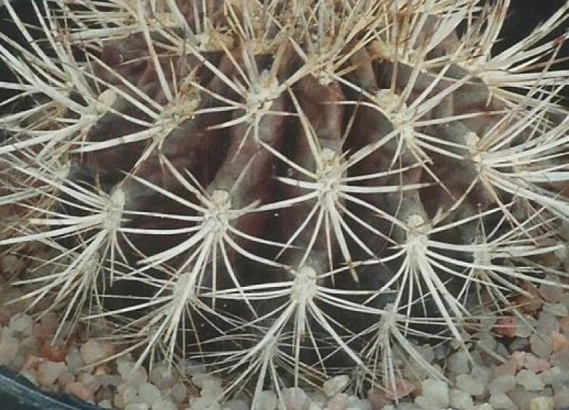 Photo of a cactus currently being identified