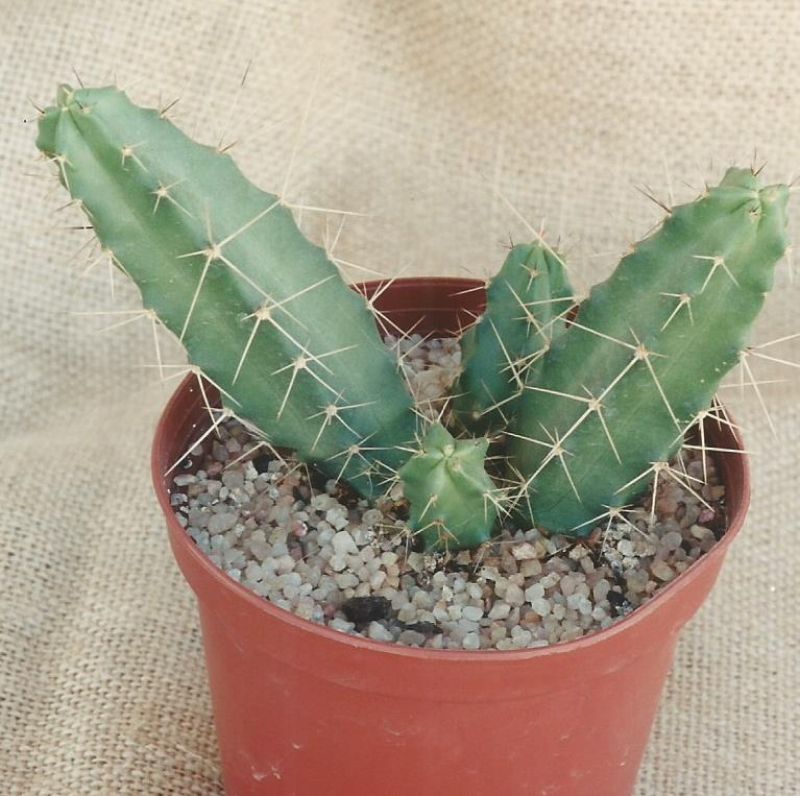 A photo of Echinocereus pentalophus