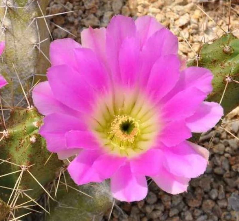 A photo of Echinocereus pentalophus