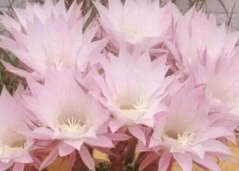 A photo of Echinopsis oxygona