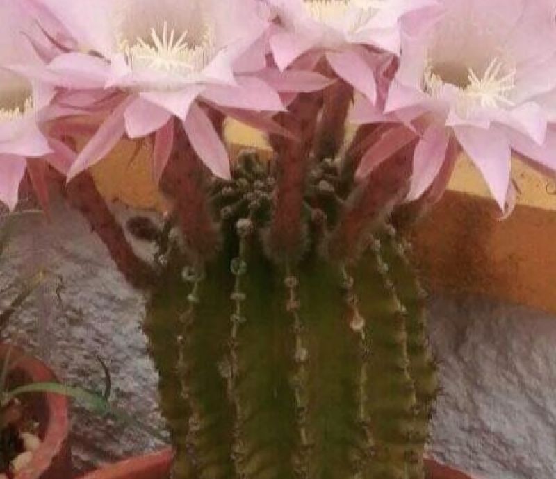 A photo of Echinopsis oxygona