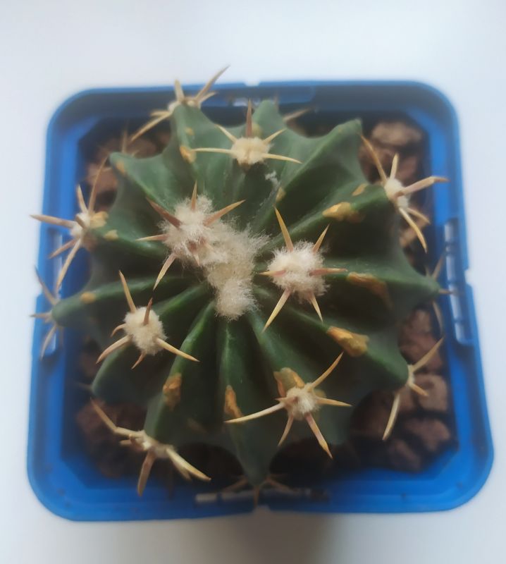 Una foto de Echinocactus texensis