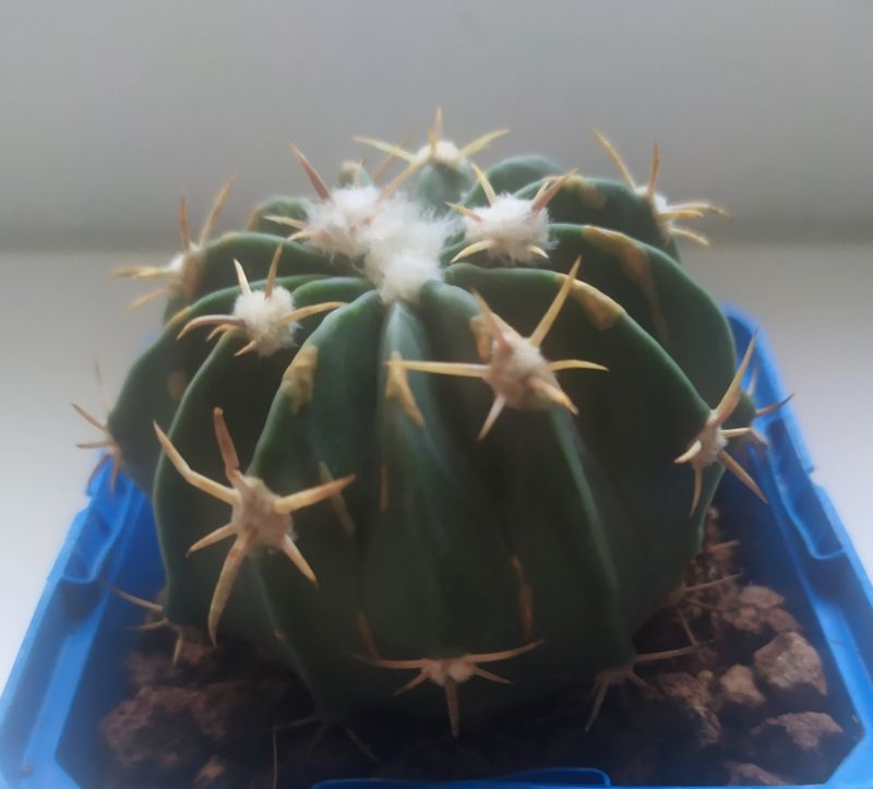 Una foto de Echinocactus texensis