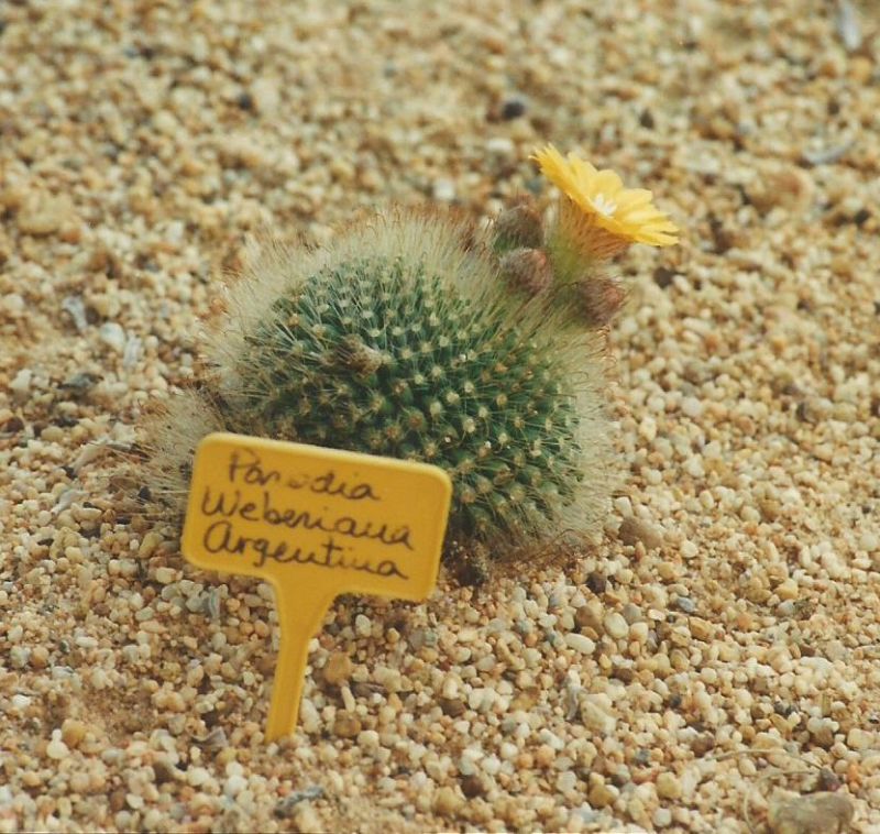 A photo of Parodia microsperma