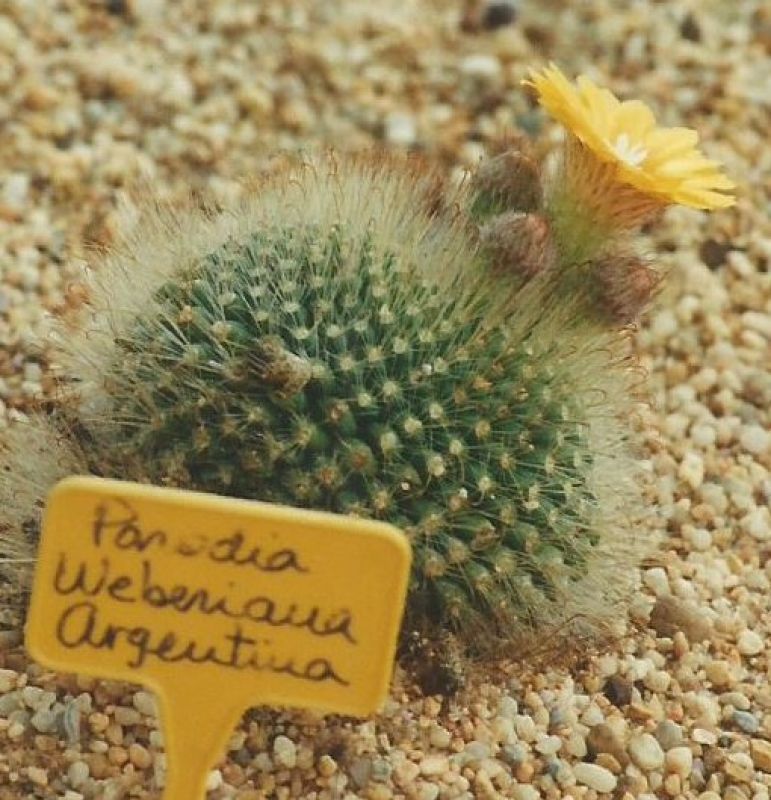 A photo of Parodia microsperma