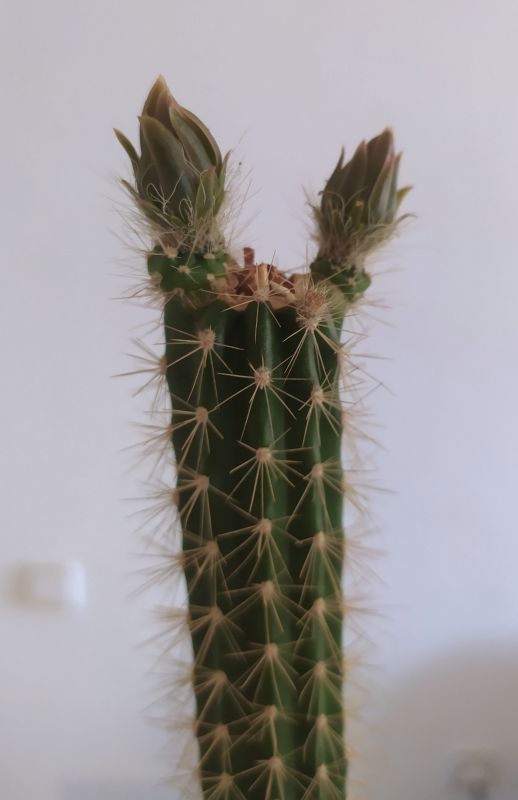 Una foto de Peniocereus serpentinus