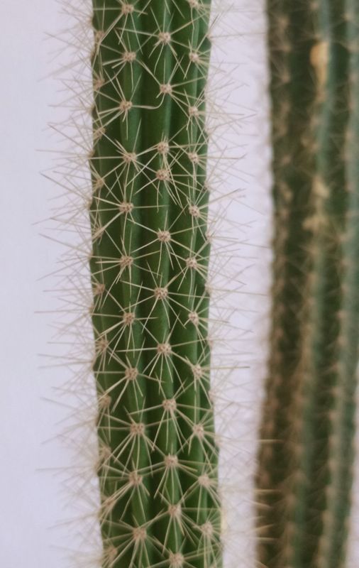 Una foto de Peniocereus serpentinus
