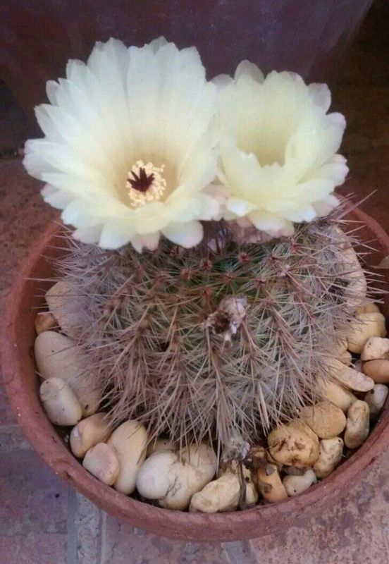 Una foto de Parodia erubescens