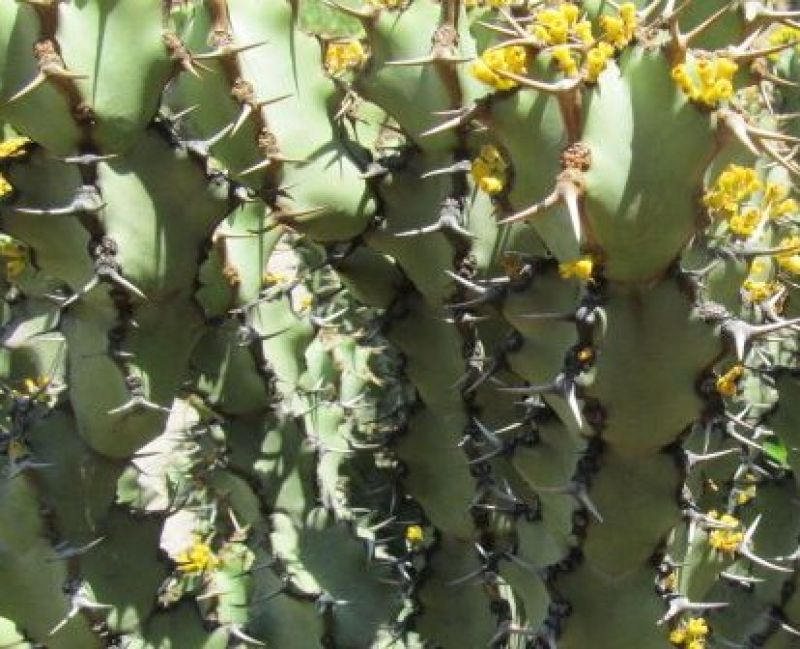 Una foto de Euphorbia caerulescens