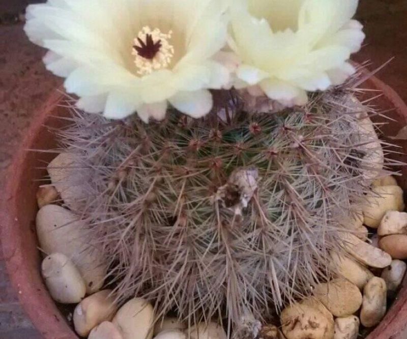 Una foto de Parodia erubescens