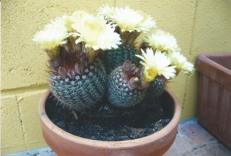 Una foto de Parodia erubescens