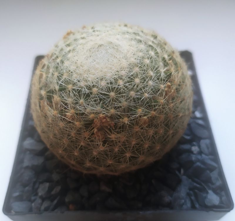 A photo of Mammillaria lenta