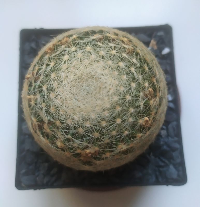 A photo of Mammillaria lenta