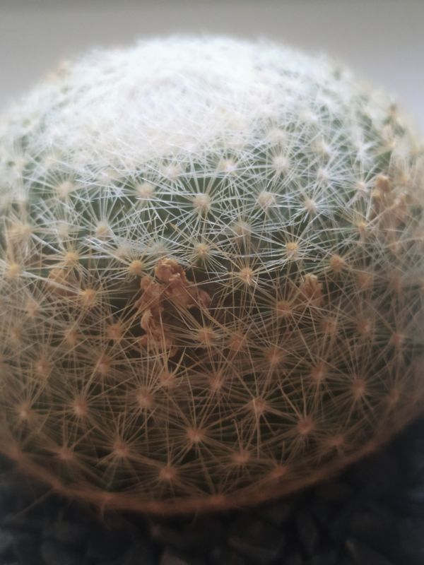 A photo of Mammillaria lenta