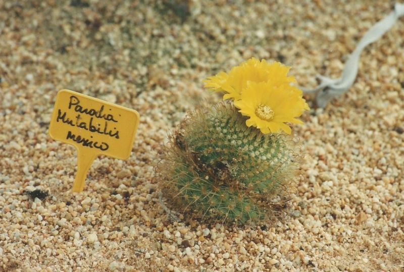 Una foto de Parodia microsperma