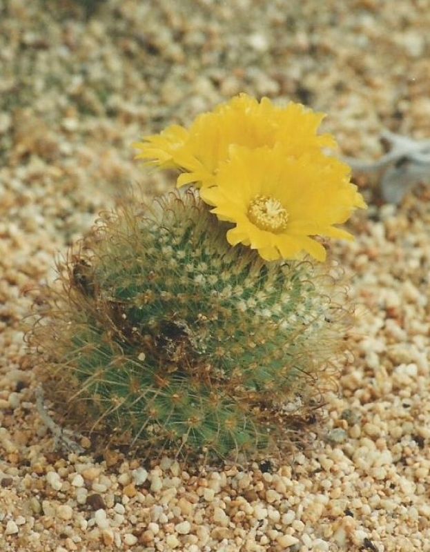 Una foto de Parodia microsperma
