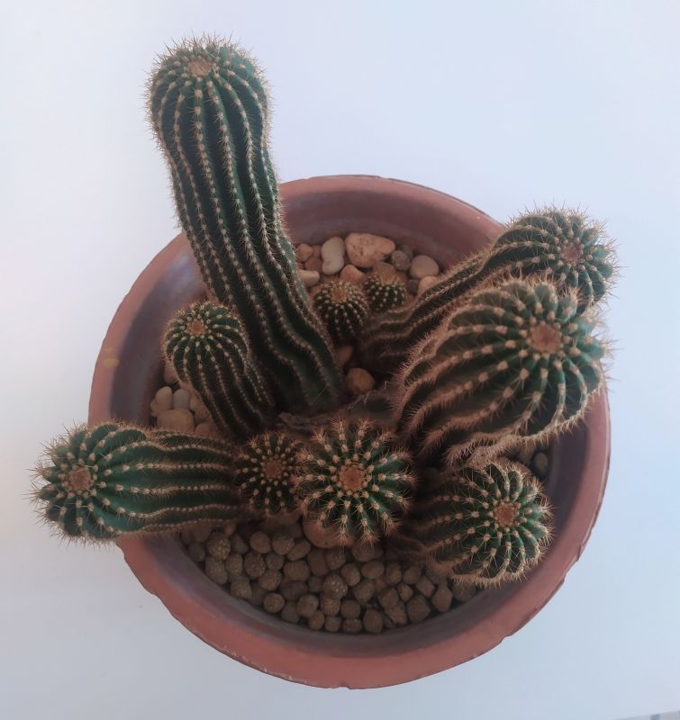 Una foto de Echinopsis schickendantzii
