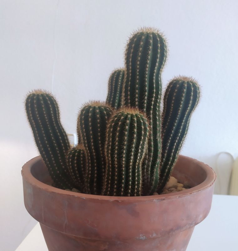 Una foto de Echinopsis schickendantzii