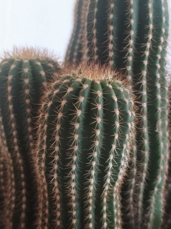 Una foto de Echinopsis schickendantzii