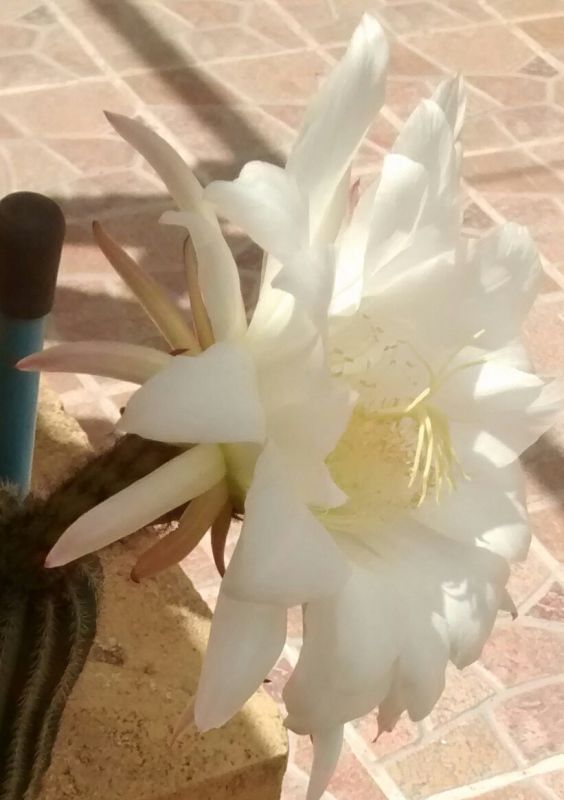 Una foto de Echinopsis schickendantzii