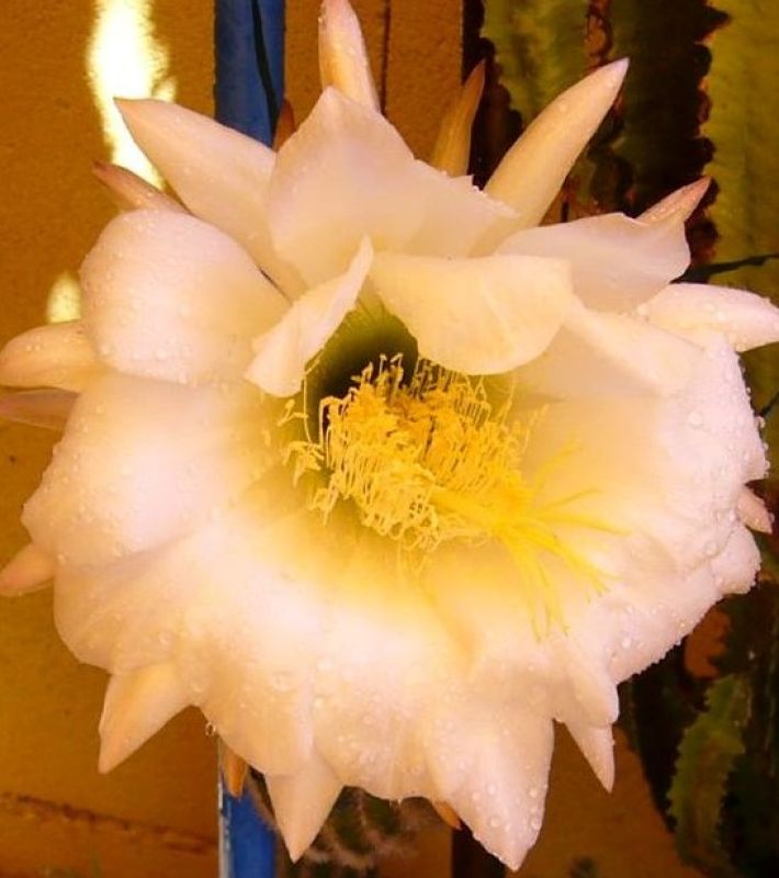 Una foto de Echinopsis schickendantzii