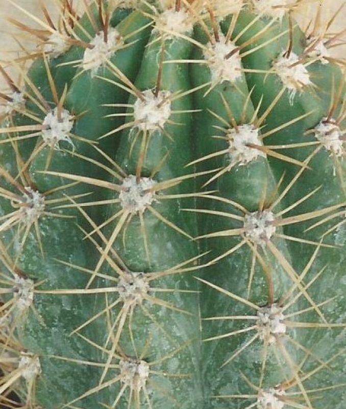 Foto de un cactus que se está identificando actualmente