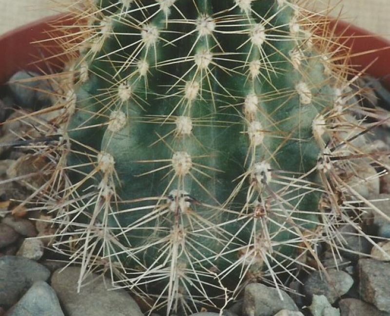Foto de un cactus que se está identificando actualmente